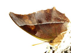Charaxes varanes varanes