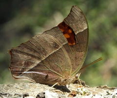 Charaxes varanes varanes