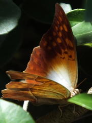 Charaxes varanes varanes