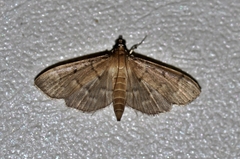 Phostria harutai