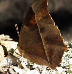 Charaxes varanes varanes