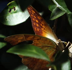 Charaxes varanes varanes