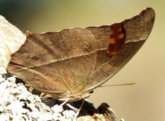 Charaxes varanes varanes
