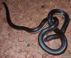 Atractaspis bibronii