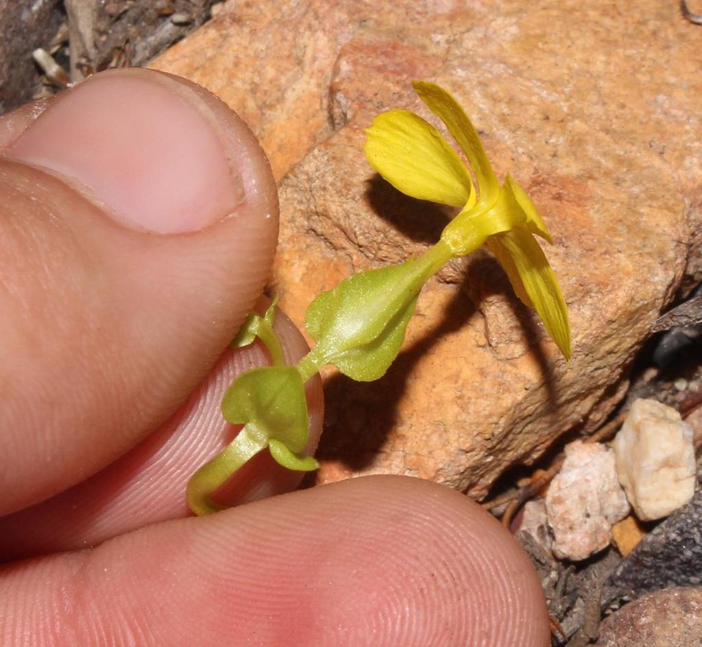Yellowworts
