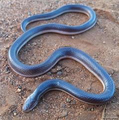 Atractaspis bibronii