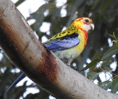 Platycercus eximius x adscitus