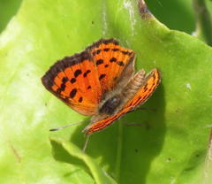 Chrysoritis pyroeis