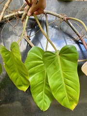Philodendron erubescens