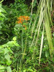 Crocosmia aurea aurea