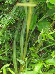 Crocosmia aurea aurea