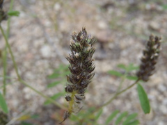 Dalea polygonoides