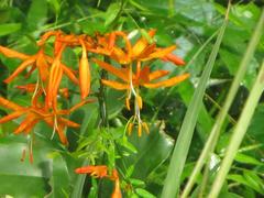 Crocosmia aurea aurea