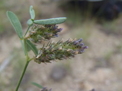 Dalea polygonoides