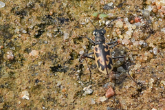 Ellipsoptera