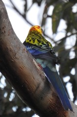 Platycercus eximius x adscitus