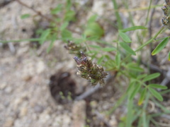 Dalea polygonoides