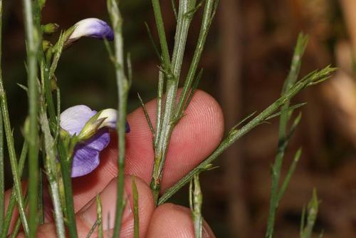 Pale Fountainbush (Psoralea pallescens)