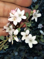 Philotheca verrucosa