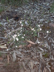 Philotheca verrucosa