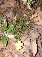 Hibbertia exutiacies