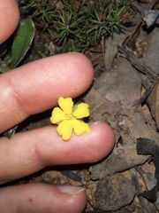 Hibbertia exutiacies