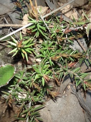 Hibbertia exutiacies