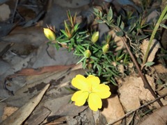 Hibbertia exutiacies