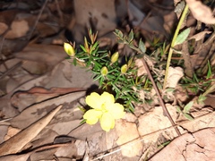 Hibbertia exutiacies