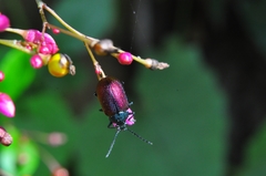 Coleoptera