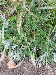 Potentilla bimundorum