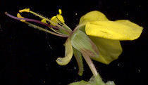 Clinging Aneilema