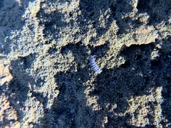 Anurida maritima