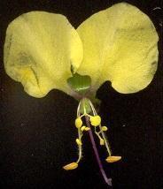 Aneilema aequinoctiale