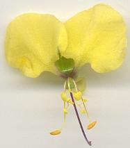 Aneilema aequinoctiale