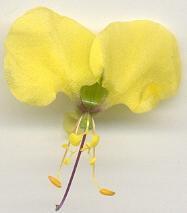 Aneilema aequinoctiale