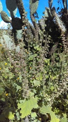 Ambrosia cordifolia