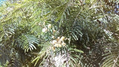 Senegalia berlandieri