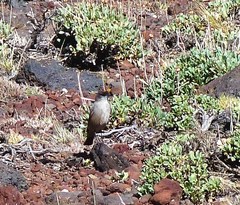 Muscisaxicola capistratus