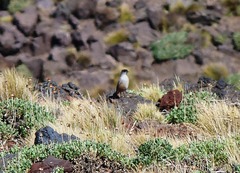 Muscisaxicola capistratus