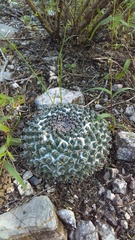 Mammillaria pseudocrucigera