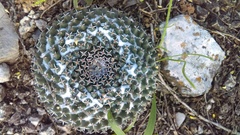 Mammillaria pseudocrucigera