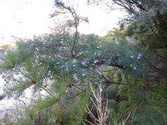 Psoralea verrucosa