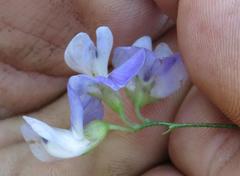 Psoralea verrucosa