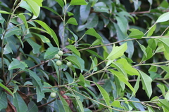 Ficus vasculosa