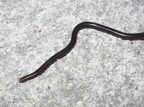 Honduras Worm Snake