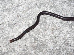 Amerotyphlops tycherus