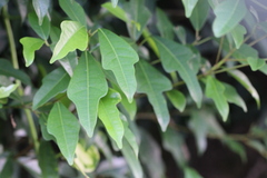 Ficus vasculosa
