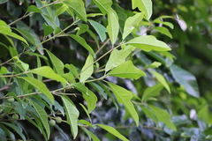 Ficus vasculosa