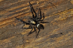 Coryphasia